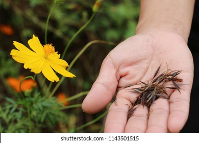 Yellow Cosmos Flower And Seeds On Hand