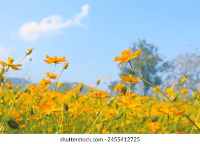 Yellow cosmos flowers against the blue sky in spring. - Powered by Shutterstock