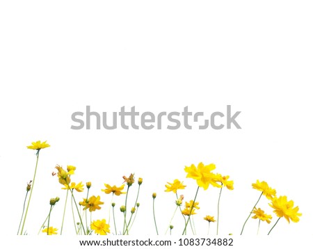 Yellow cosmos flowers are bloom on a white background.