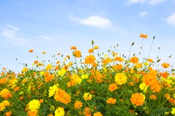 Yellow Cosmos Flowers With Blue Sky.