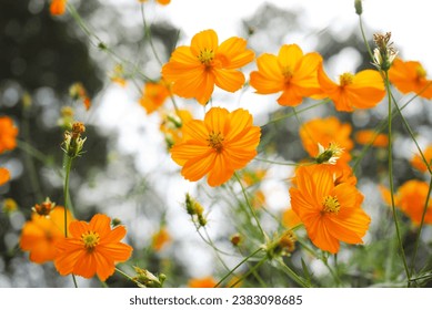 Yellow cosmos flowers Daisy or Cosmos - Powered by Shutterstock