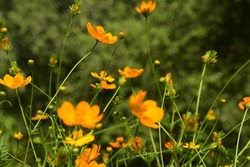 Yellow Cosmos Flower,Yellow Cosmos Flowers Blooming In Garden,Natural Yellow Cosmos Flowers