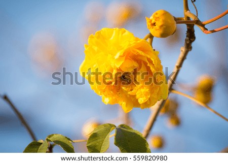 Yellow Cotton Tree : Cochlospermum regium (Mart. & Schrank)  (sky background)
