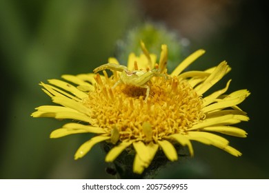 yellow crab spider or  flower crab  - Thomisus onustus  Stands on a flower