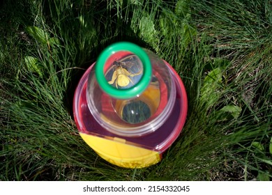 Yellow Crab Spider (Misumena Vatia) With Its Prey Under A Magnifying Glass. Insect Science Kit For Kids Stands In Green Grass. Educational Toy For Child. View From Above