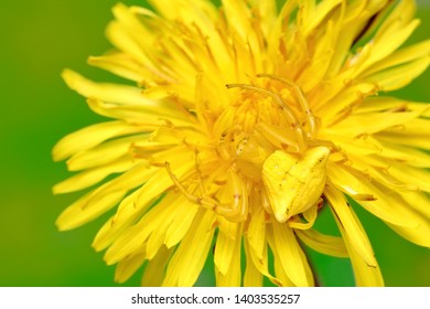 Yellow Crab Spider On Flower