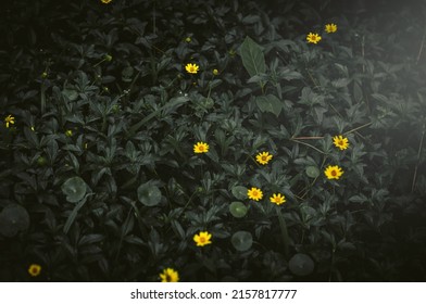 Yellow Creeping Daisy Standing Grow Standout