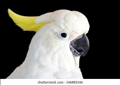 Yellow Crested Cockatoo Cacatua Sulphurea Isolated Stock Photo ...