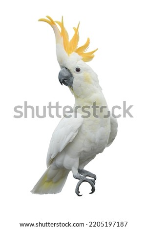 Yellow crested cockatoo standing and looking to camera isolated on white background. This has clipping path.