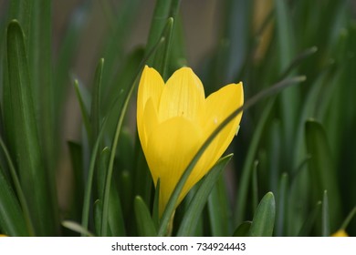 Yellow Crocus 