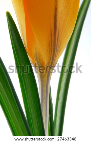 Similar – crocus Crocus Flower