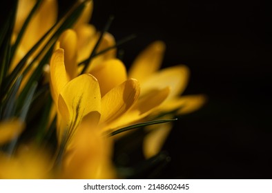 The Yellow Crocus Flower Is Illuminated By Bright Backlit Sunlight. Moody Magic. Dark, Light. Contrast. Crocus Flavus.