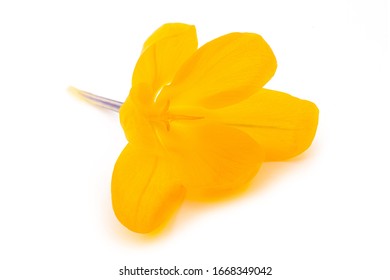 Yellow Crocus Flower Isolated On White