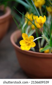 Yellow Crocus Flower In Pot Close Up, Home Garden. Spring Season, Domestic Gardening Concept