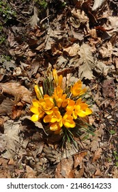 Yellow Crocus Flowers Emerge From A Pile Of Dead Leaves In Spring - Rebirth Concept