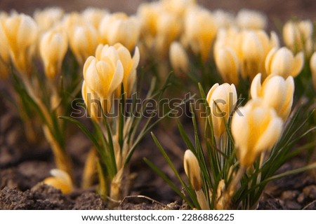 The yellow crocus flowers is illuminated by bright sunlight.