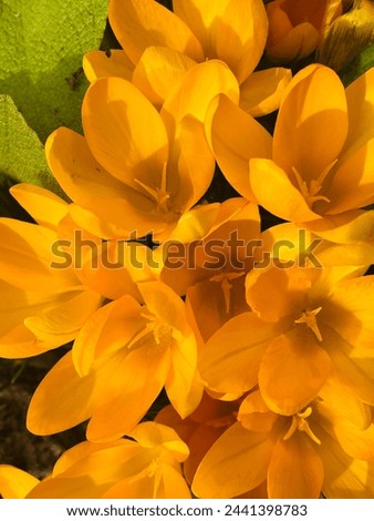 Yellow crocus flowers also known as 
