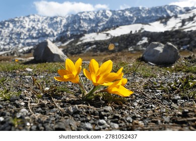yellow crocus, the harbinger of spring
