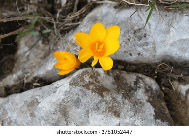 yellow crocus, the harbinger of spring