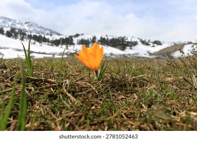 yellow crocus, the harbinger of spring