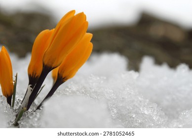 yellow crocus, the harbinger of spring