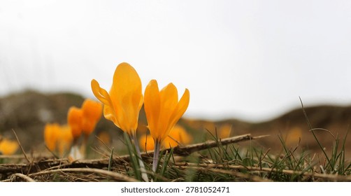 yellow crocus, the harbinger of spring