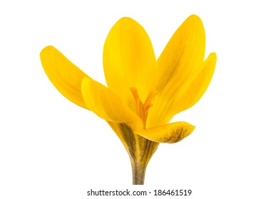 Yellow Crocus Isolated On A White Background