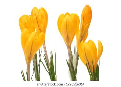 Yellow Crocus Isolated On White Background
