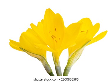 Yellow Crocus Isolated On White Background