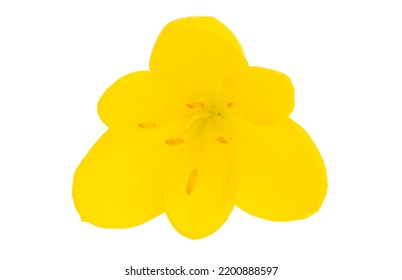 Yellow Crocus Isolated On White Background