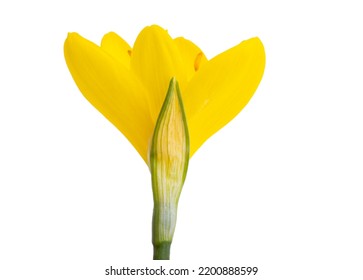 Yellow Crocus Isolated On White Background