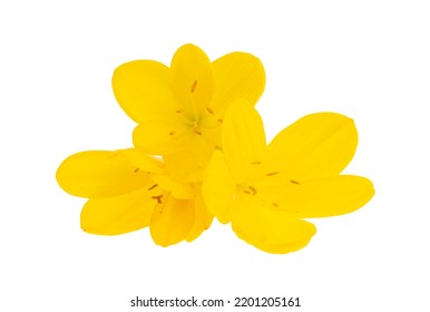 Yellow Crocus Isolated On White Background