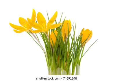 Yellow Crocus Isolated On White