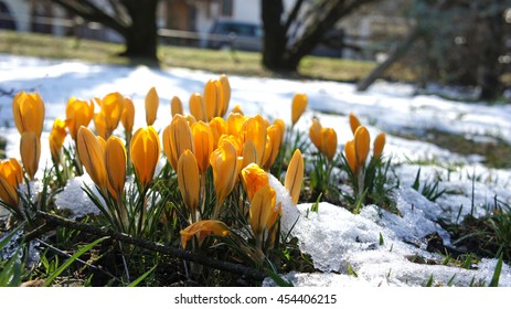 Yellow Crocus In Snow Winter Closeup