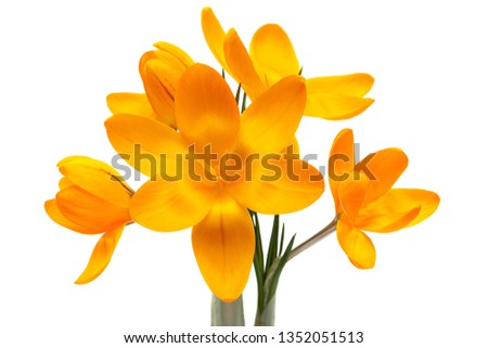 Yellow crocus spring flower closeup isolated on white background