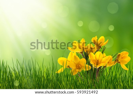 Similar – Image, Stock Photo Crocus in yellow beaming with the sun