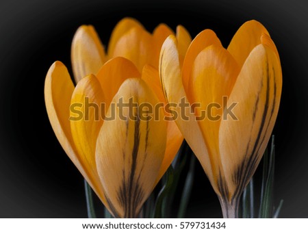 Similar – Image, Stock Photo spring awakening Flower