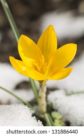 Yellow Crocus And White Snow