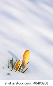 Yellow Crocus And White Snow