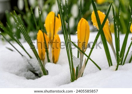 yellow crocuses are coming through the snow, some water drops can be seen on the leaves
