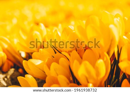Yellow crocuses in the early spring. High quality photo