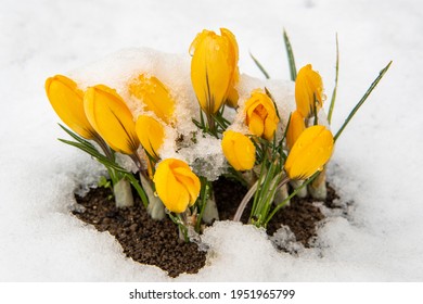 Yellow Crocuses In The Snow In Spring. Space For Text.