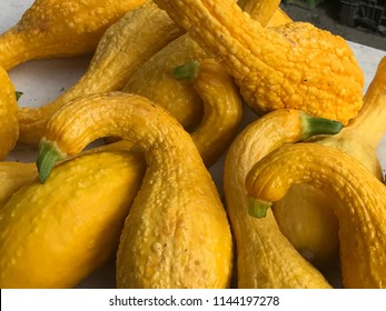 Yellow Crookneck Squash