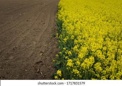 Yellow Crop Field. Blooming Rapeseed. Crop Rotation. Empty Farmland. Early Spring. Sunny Day In The Countryside. Photo With Space For Text.