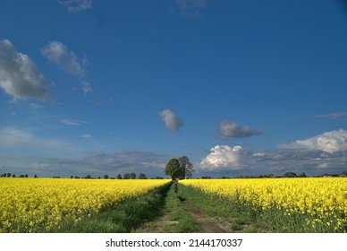 Yellow Crop Field. Blooming Rapeseed. Crop Rotation. 