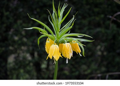 4,714 Crown Imperial Flowers Images, Stock Photos & Vectors | Shutterstock