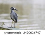 A Yellow Crowned Night Heron