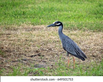 Yellow Crowned Night Heron