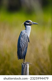 yellow crowned night heron - Nyctanassa violacea - formerly in the genus Nycticorax, is one of two species of night herons found in the Americas, the other one being the black crowned night heron
