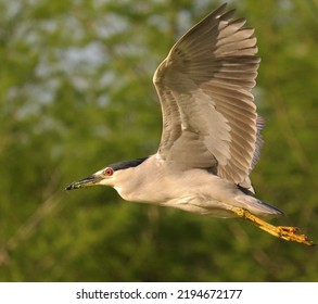 Yellow Crowned Night Heron Sweetwater Wetlands